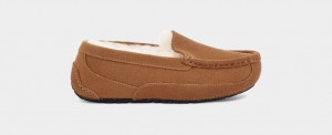 Brown Ugg Ascot Kids' Slippers | 263407-KBX