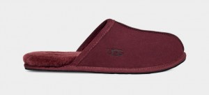 Purple Ugg Scuff Men Slippers | 014728-SHJ