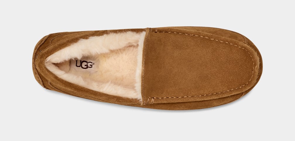 Brown Ugg Ascot Men Moccasins | 419783-UXQ