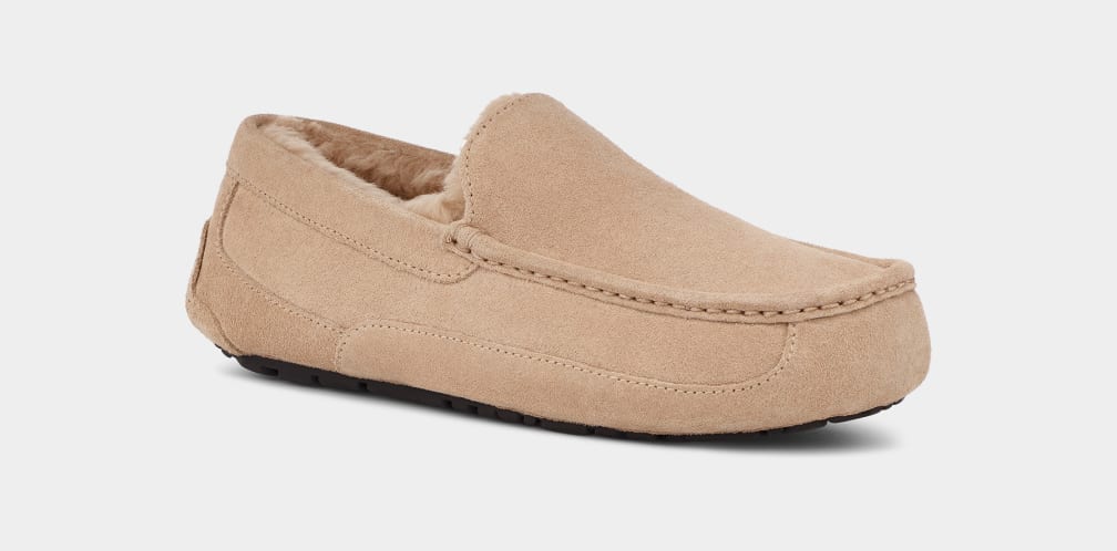 Brown Ugg Ascot Men Slippers | 517082-WUX