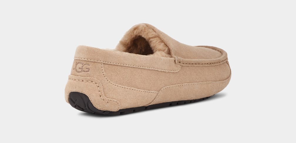 Brown Ugg Ascot Men Slippers | 517082-WUX