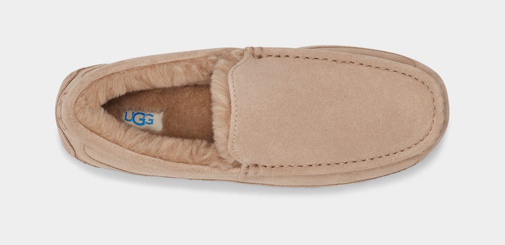 Brown Ugg Ascot Men Slippers | 517082-WUX