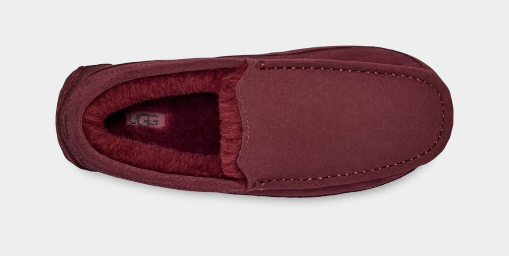 Purple Ugg Ascot Men Slippers | 082649-JFO